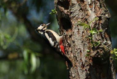 Güzel bir dişi Büyük Benekli Ağaçkakan, Dendrocopos Major, bir söğüt ağacındaki yuvasının kenarına tünemiş.. 