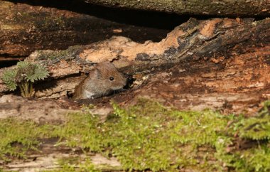 Şirin bir Bank Vole (Clethrionomy 's Glareolus) kütük yığınına kafasını sokuyor.