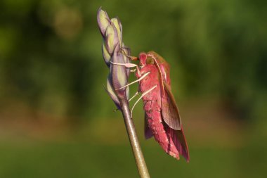 Güzel bir fil şahini güvesi (Deilephila elpenor) bir yaban çiçeğinin üzerinde tünemektedir..