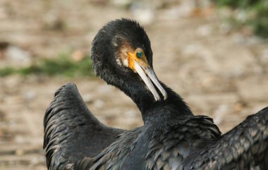 Güzel bir karabatağın (Phalacrocorax karbonhidrat) bir gölün kıyısında peydahlanması..