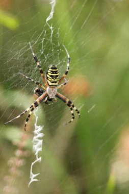 Yaban arısı olmayan bir örümcek, Argiope bruennichi, İngiltere 'deki vahşi doğada ağına yakalanmış bir sineği yiyor..