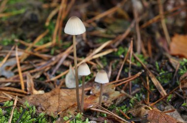 İngiltere 'de orman zemininden çıkan bir grup küçük mantar..