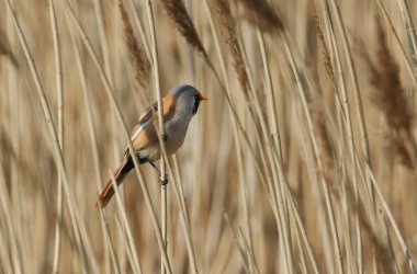 A pretty Bearded Tit, Panurus biarmicus, perching on the stem of a reed at the edge of a river in Kent, UK.