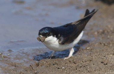 A beautiful House Martin bird (delichon urbica) sitting by the edge of a muddy pool with a beak full of mud to make its nest. clipart