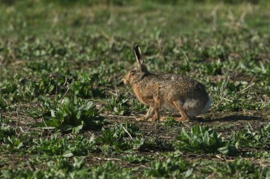 Büyüleyici bir kahverengi tavşan, Lepus europaeus, İngiltere 'de bir çayırda duruyor.. 