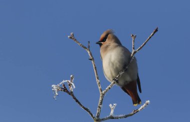 Güzel bir Waxwing (Bombycilla garrulus), bir ağacın dalına tünemiş, karla kaplı bir ağaç. Birleşik Krallık 'a kış ziyaretçisi..