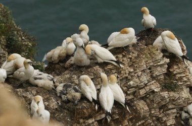 Muhteşem Gannet kolonisi, Morus Bassanus, İngiltere 'deki kayalıklara yuva yapıyor..