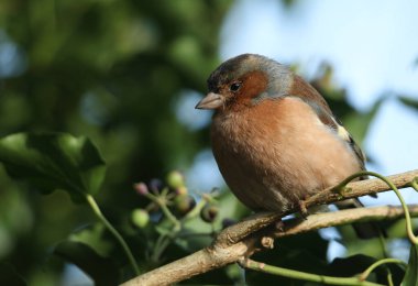 Erkek bir Chaffinch, Fringilla Coelebs, ormanlık alanda Ivy 'nin dalına tünemiş..