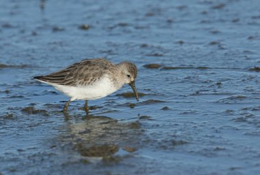Güzel bir Dunlin, Calidris Alpina, İngiltere, Norfolk 'ta, bir tatlı su gölünün kenarında, çamurda yiyecek arıyor..