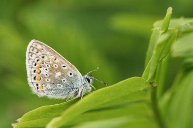 Yaygın bir Mavi Kelebek (Polyommatus icarus) kanatları kapalı bir bitkinin üzerine tünemiştir..