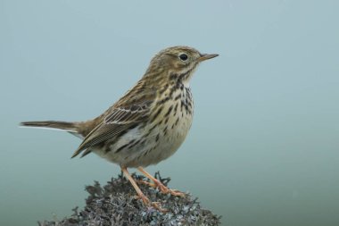 Anthus pratensis, İngiltere 'nin Durham kırlarında liken kaplı bir kayanın üzerine tünemiş güzel bir çayır..