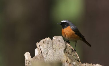 Bir ağaç kütüğüne tünemiş güzel, nadir bir erkek Redstart (Phoenicurus phoenicurus)..