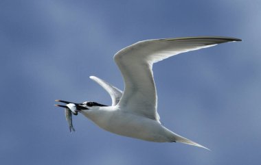 Bir Sandwich Tern (Sterna sandvicensis) gagasında bir balıkla uçuyor..
