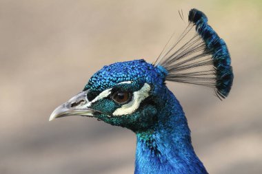 Çarpıcı bir Tavuskuşu 'nun kafasından vuruşu (Pavo cristatus).