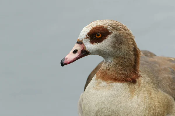 Head Shot Beautiful Egyptian Goose Alopochen Aegyptiaca Standing Bank Lake — Stock Photo, Image