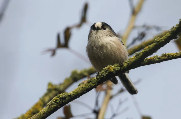 Cute Long Tailed Tit Aegithalos Caudatus Perched Tree — Stock Fotó