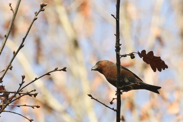 Een Prachtige Zeldzame Mannelijke Papegaai Kruisbek Loxia Pytyopstittacus Winter Tak — Stockfoto