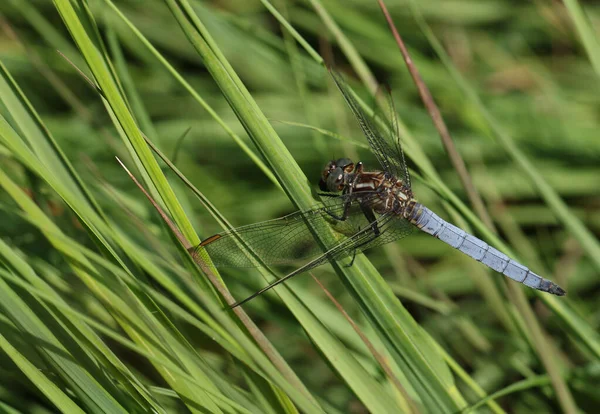 Bellissimo Skimmer Chiglia Orthetrum Coerulescens Appollaiato Sull Erba Che Mangia — Foto Stock