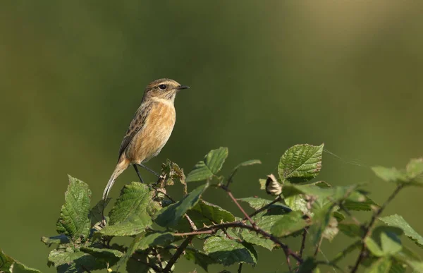 Piękny Stonechat Moment Obrotowy Saxicola Siedzący Krzewie Bramble — Zdjęcie stockowe