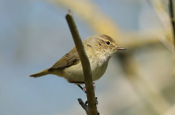 Chiffchaff Phylloscopus Collybita Sedící Větvi Stromu Jaře — Stock fotografie