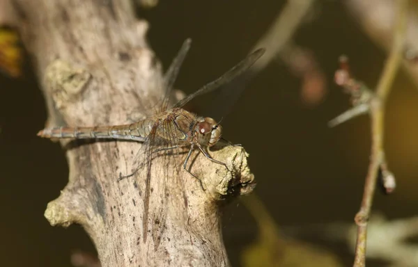 Polowanie Zwykły Darter Dragonfly Sympetrum Striolatum Usiadł Gałęzi Skraju Lasu — Zdjęcie stockowe