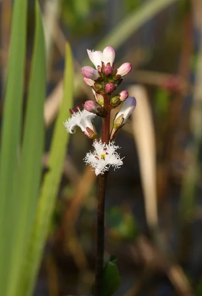 Pretty Bogbean Menyanthes Trifoliata Flowering Plant Growing Pond Countryside — Stock Photo, Image