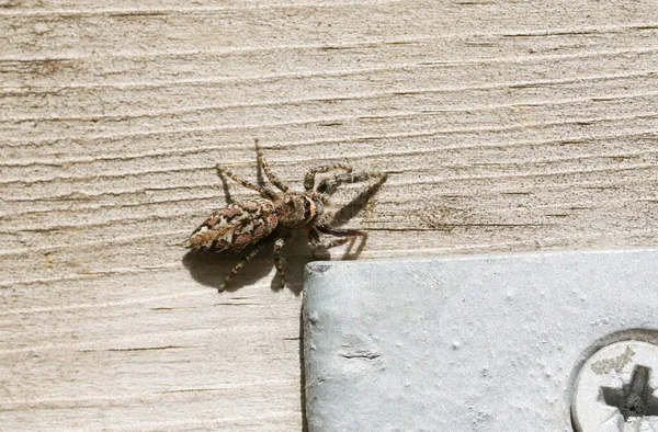 Uma Aranha Saltitante Pós Cerca Marpissa Muscosa Procura Comida Num — Fotografia de Stock