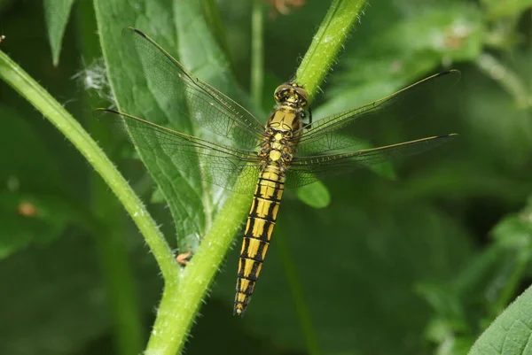 아름다운 스킴머 드래곤 Orthetrum Cancellatum 식물에 앉아서 — 스톡 사진