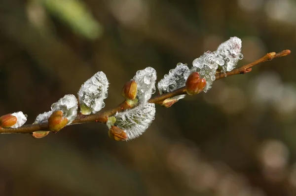 Branch Pretty Pussy Willow Salix Caprea Covered Raindrops — 스톡 사진