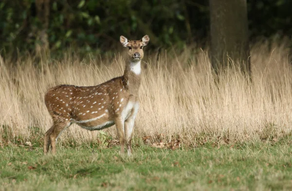 Een Prachtige Vrouwelijke Axis Deer Cervus Staand Een Veld Aan — Stockfoto