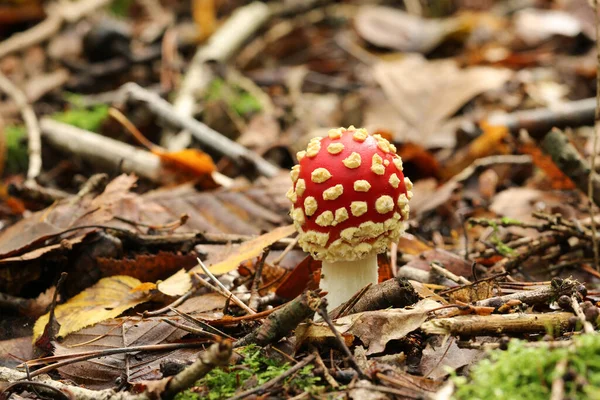 Beautiful Fly Agaric Fungus Amanita Muscaria Growing Forest — Stock Photo, Image