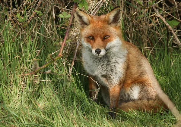 Una Magnífica Zorra Salvaje Zorro Rojo Vulpes Vulpes Sentado Campo — Foto de Stock