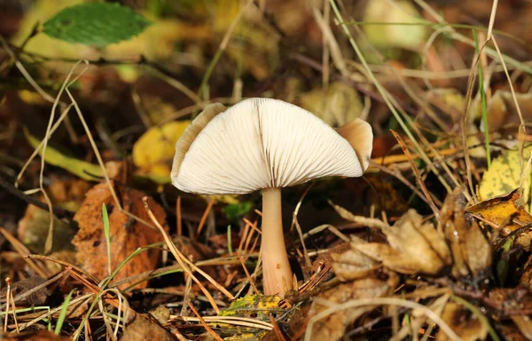 イギリスの森の床から生えてきたキノコやフンギ — ストック写真