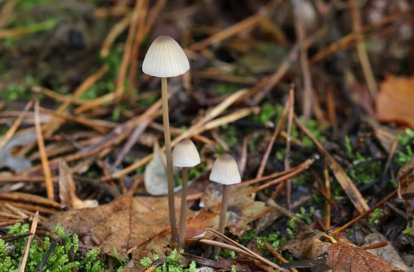 Group Tiny Toadstool Emerging Forest Floor — Stock Photo, Image