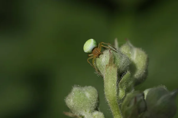 Une Araignée Orbe Verte Concombre Chasse Araniella Cucurbitina Sensu Stricto — Photo