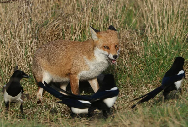 A hunting wild Red Fox, Vulpes vulpes, surrounded by Magpies in the long grass.