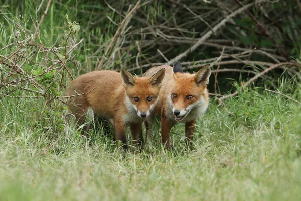 Dois Caçando Raposas Vermelhas Selvagens Famintos Vulpes Vulpes Entrada Covil — Fotografia de Stock