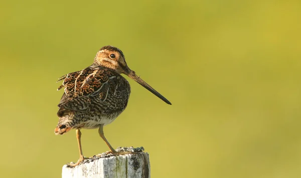 Snipe Gallinago Gallinago Perched Post Evening Light — Stock Photo, Image