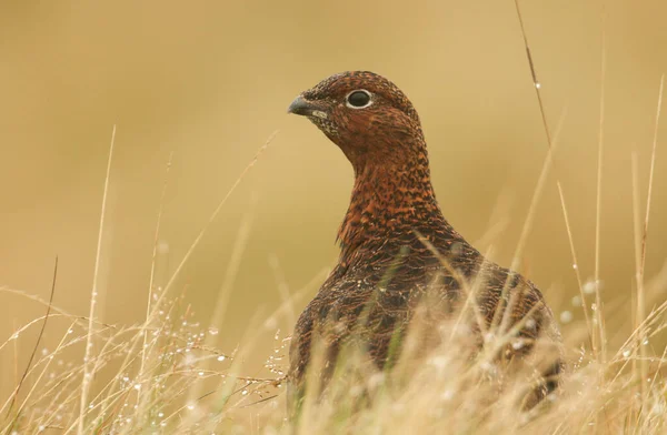 Ein Atemberaubendes Rotes Auerhuhn Lagopus Lagopus Steht Einem Regnerischen Tag — Stockfoto