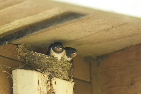 Two Cute Baby Swallows Hirundo Rustica Sitting Nest Eaves Building — Stock Photo, Image