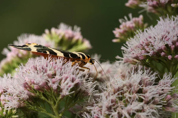 Una Bonita Polilla Tigre Jersey Euplagia Quadripunctaria Nectaring Una Flor —  Fotos de Stock