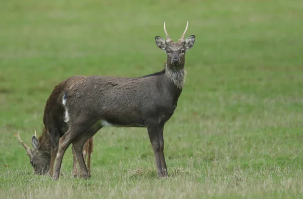Due Magnifici Cervi Manciù Sika Deer Cervus Nippon Mantchuricus Piedi — Foto Stock