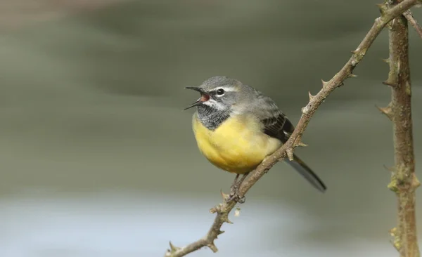 Потрясающий Самец Grey Wagtail Мотацилла Кинереа Сидящий Ветке Колючки Поющий — стоковое фото