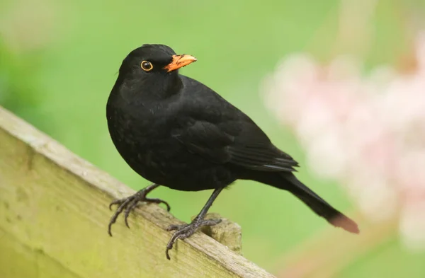 Ein Atemberaubendes Amselmännchen Turdus Merula Thront Auf Einem Zaun — Stockfoto