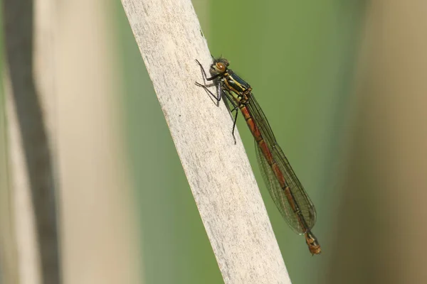 Una Gran Mosca Roja Recién Emergida Pyrrhosoma Nymphula Posada Sobre —  Fotos de Stock