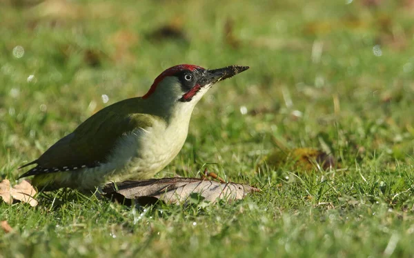 Bir Yeşil Ağaçkakan (Picus viridis) çimenlerde karıncalarla besleniyor.