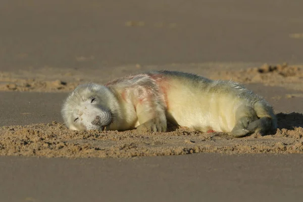 Спящий Новорожденный Милый Серый Тюлень Щенок Halichoerus Grypus Лежащий Пляже — стоковое фото