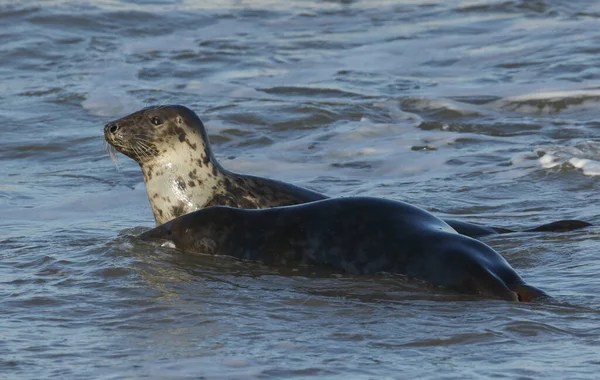 Дві Кумедні Сірі Тюлені Halichoerus Grypus Бавляться Узбережжі Під Час — стокове фото