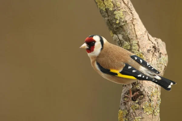 Μια Εκπληκτική Καρδερίνα Carduelis Carduelis Σκαρφαλωμένη Ένα Δέντρο — Φωτογραφία Αρχείου