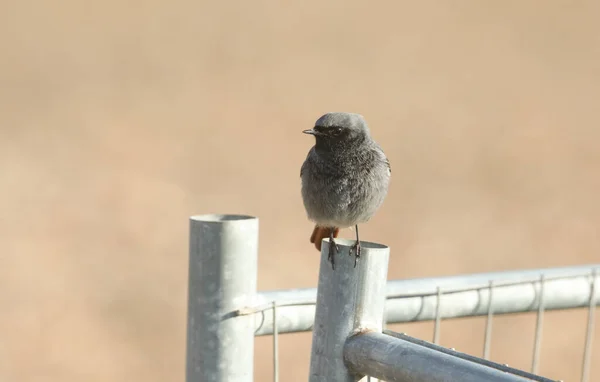 Красивый Самец Черного Редстарта Phoenicurus Ochruros Сидит Проволочном Заборе Охота — стоковое фото